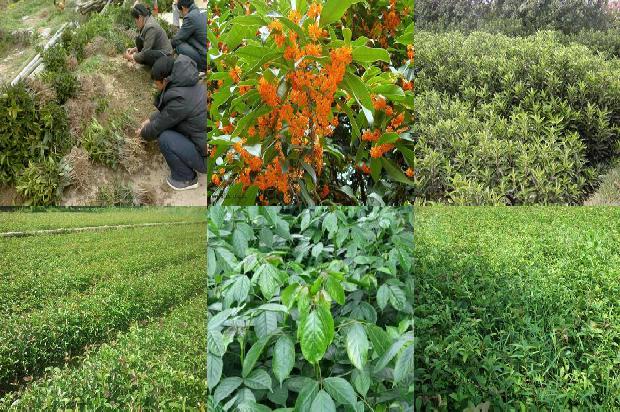 桂花树怎样种植才能活1688862114024