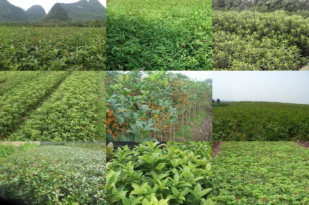 老朱砂桂花和早花桂花的区别1681093705231