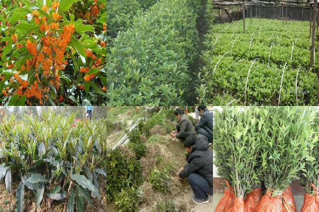 桂花树最低温度和最高温度多少1681093987053