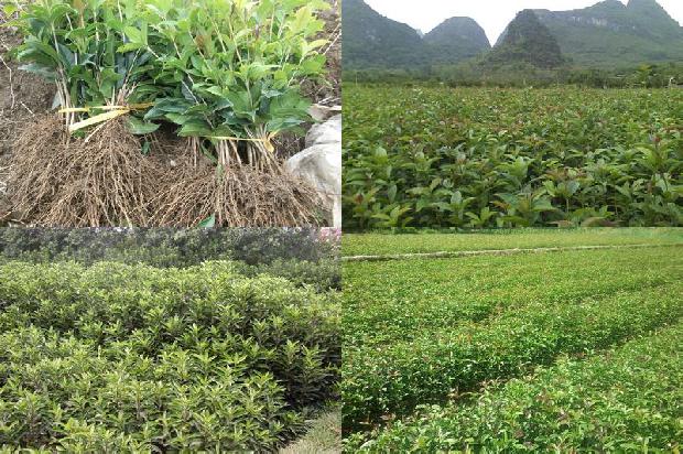 桂花树最低适应温度1681094007486