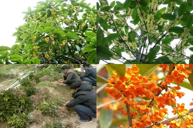 桂花树那个品种好养1681094077572