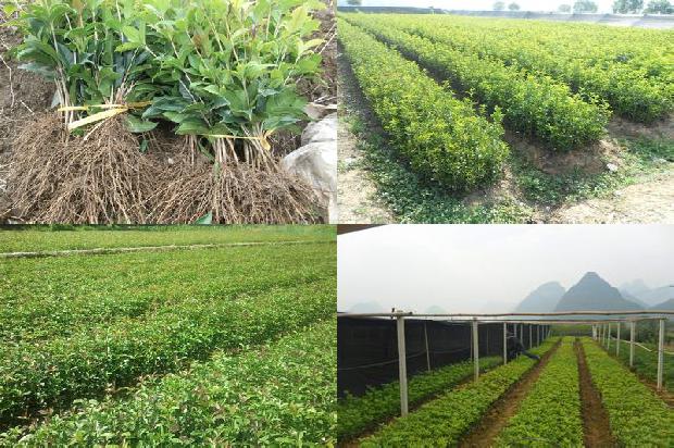 车里放桂花和茉莉花哪个好闻点1689576755613