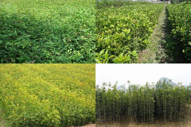 桂花树的果实怎么食用1681094680892