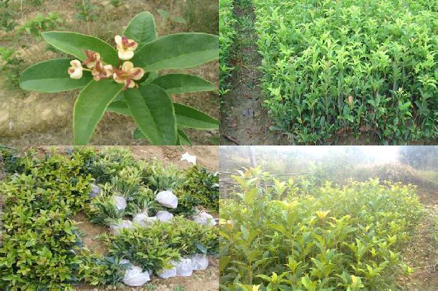 桂花树的果实怎么食用1681094680940