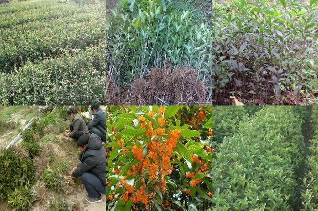 家养桂花招鬼是真的吗1681094743942