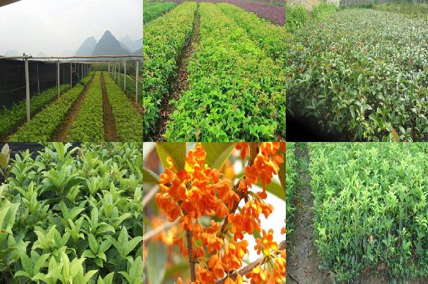 桂花树的果子有毒吗1681094812939