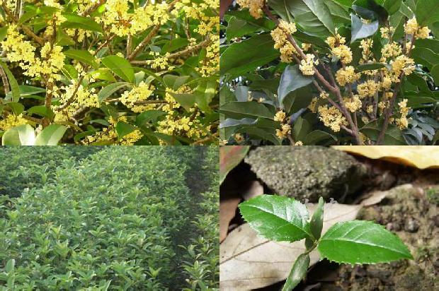 四季桂花啥时候开花1681094870957