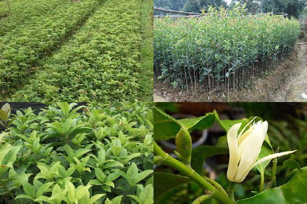 丁香桂花茶的作用与功效1681094960074