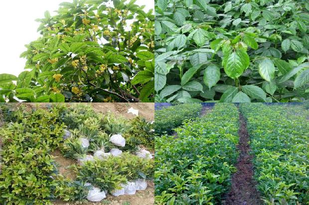 天香台阁桂花一年开几次花呀1690850034728