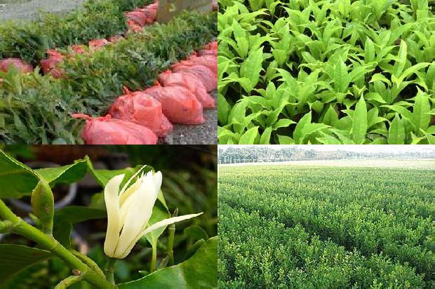 桂花乌龙茶上火还是降火1681173119843