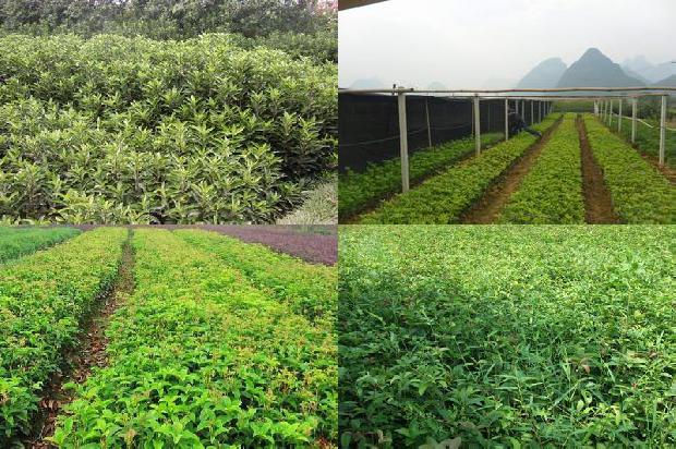 天香台阁桂花一年开几次花1690072528429
