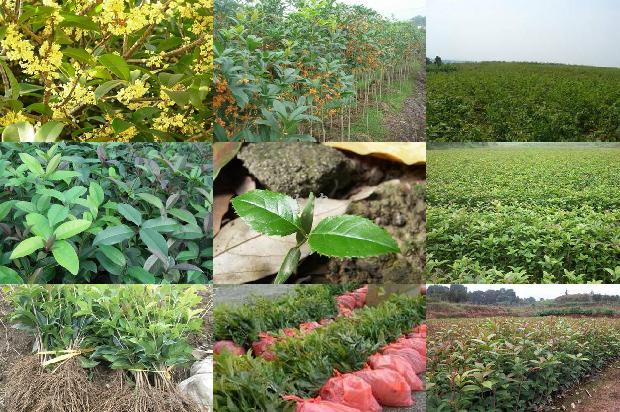 桂花和茉莉花哪个好闻些1689576737899