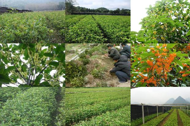 直径10cm的桂花树价格多少1681178284187
