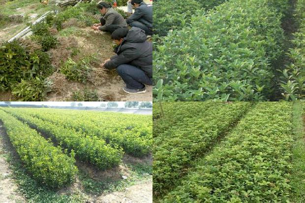 桂花树怎样嫁接才能成活率高1681180727781