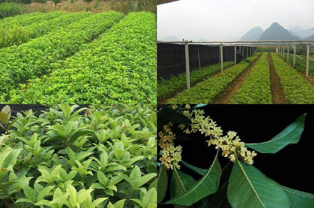 桂花树什么时候嫁接最好1681180801307