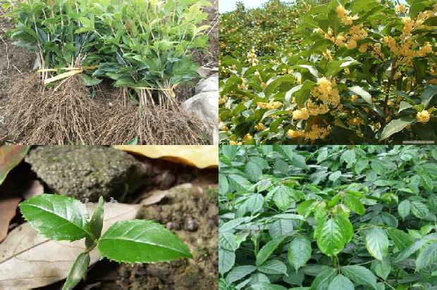 桂花树能养在室内的风水1681181049241