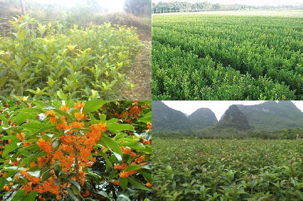 桂花树能种在门前吗风水1681181537298
