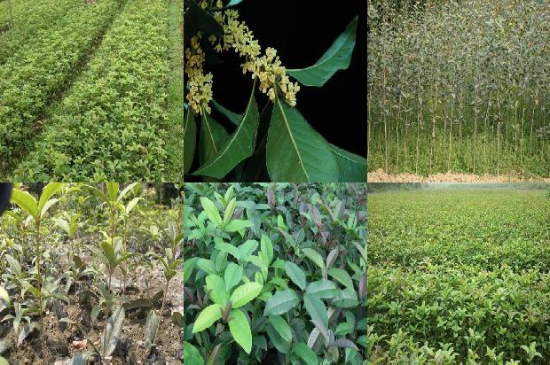 桂花乌龙茶和乌龙茶有什么区别1689467586438