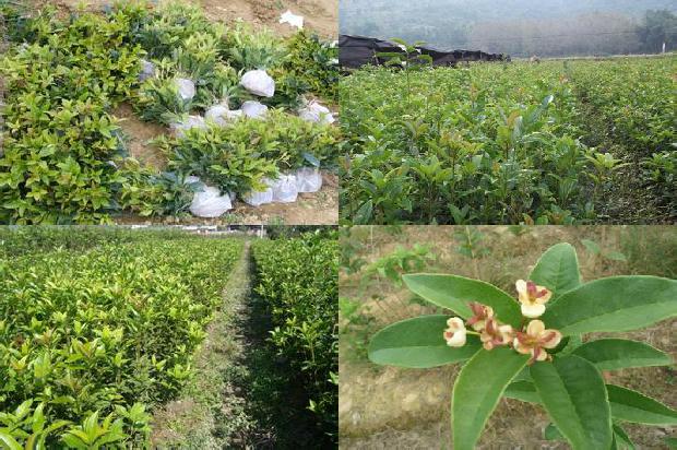 桂花树在院子里种植的位置1681181947354
