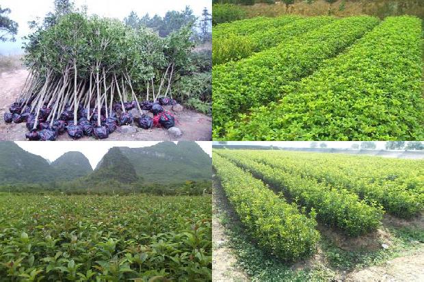 桂花树在院子里种植的位置1681181947402