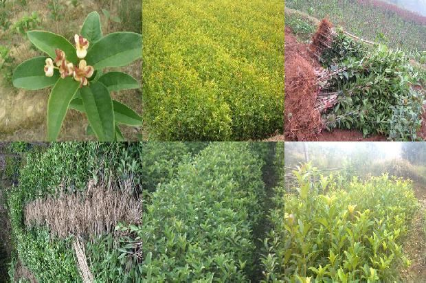 桂花树在院子里种植的位置1681181947450