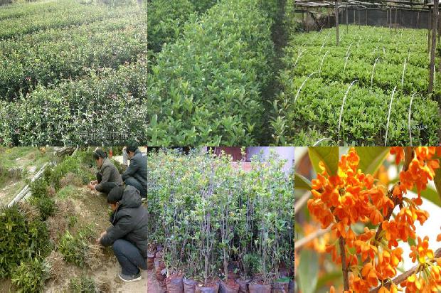 桂花树结的果实有什么用处1681182129532