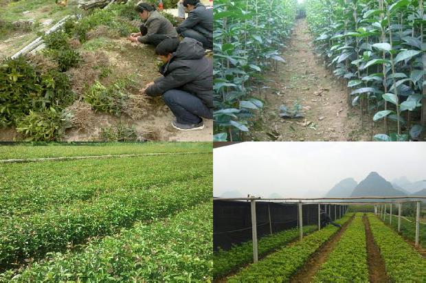 桂花树结的果可以种吗1681183071681