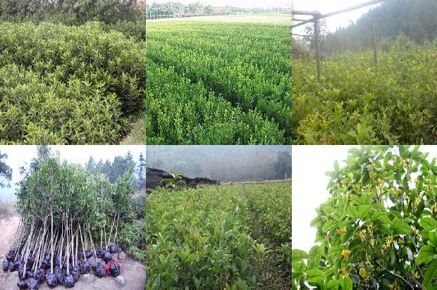 广东四季桂花树一年开几次花1681183403492