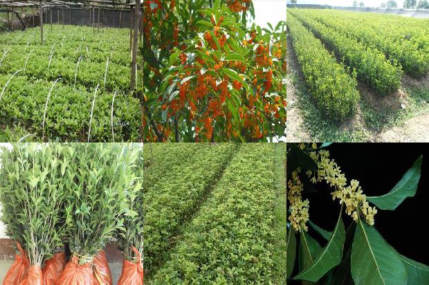 桂花什么时候开花季节1681183586025
