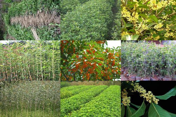 桂花苗木价格2020最新价格查询1689985596575