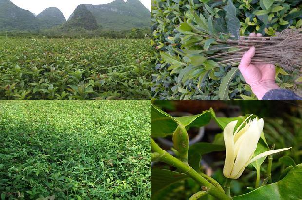 桂花树果实有毒吗1681183825362