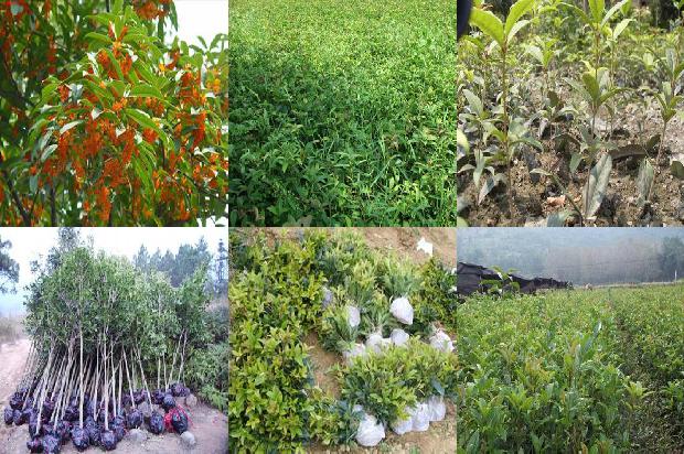 桂花生桩怎么种植方法1688345324175