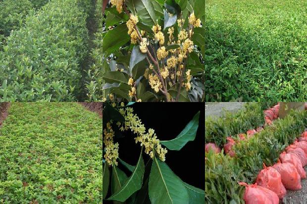 桂花乌龙茶的泡法1689467689913