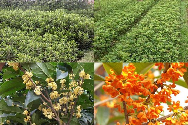 桂花树的果子有毒吗能吃吗1681260326890