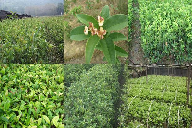 桂花树结果子吗?1681260880395
