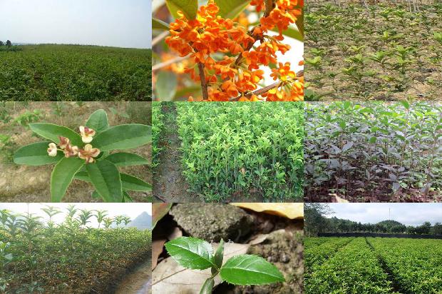 桂花树什么时候开花?什么季节结果1681261663082