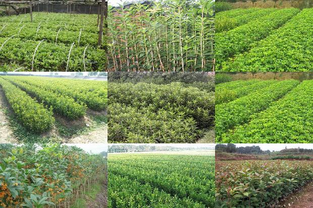 北方桂花树几月份开花1681262615646