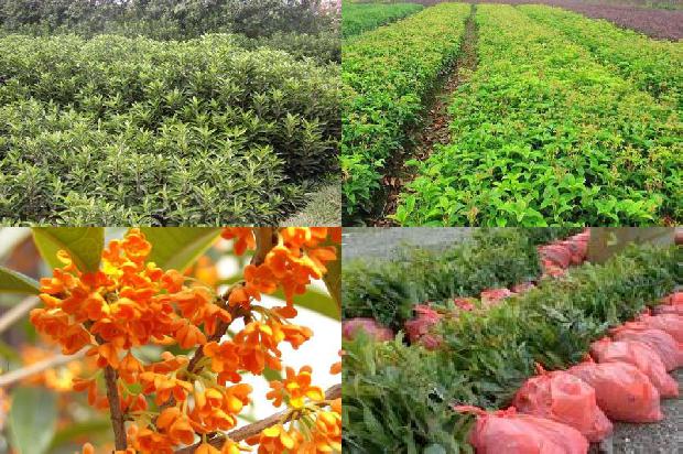 桂花树不开花是怎么回事?1681262872016