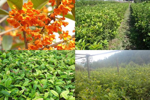 桂花树桩可以嫁接什么植物呢1688345506666