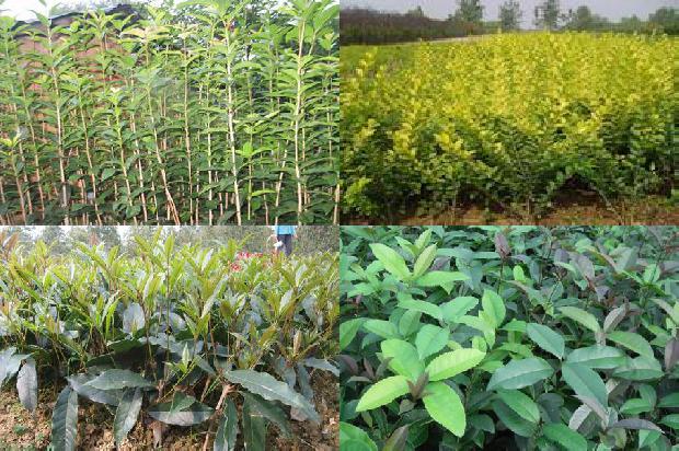 桂花泡茶禁忌1681266689442