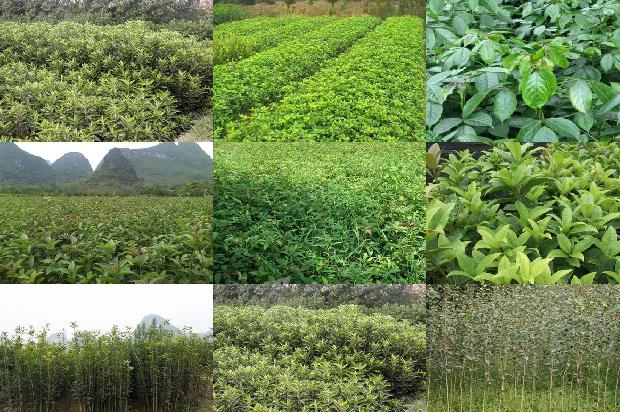 桂花树15公分多少钱一棵呀1689899517899