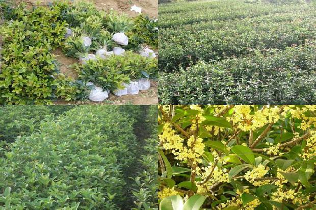 开白花的是什么桂花1681267193148