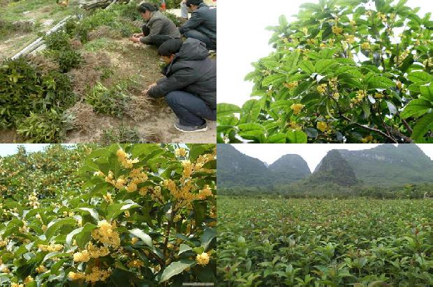怎样泡桂花茶1681267379524