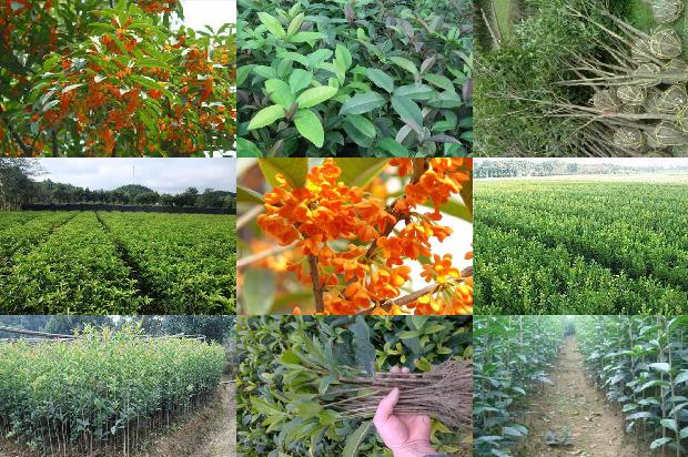 怎样泡桂花茶1681267379620