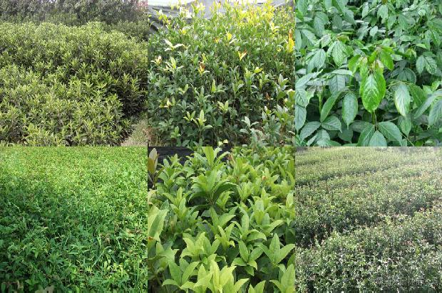 桂花泡茶降糖效果好吗1681267448726
