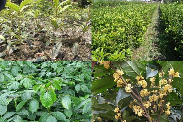 丁香桂花茶能治幽门螺杆菌吗1681267590659