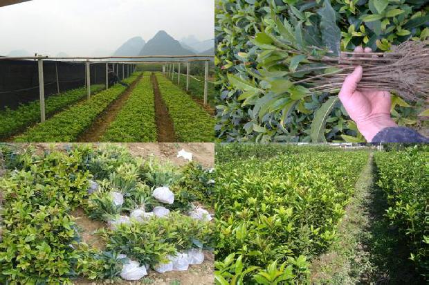 25公分桂花树的价格是多少钱1689726752041