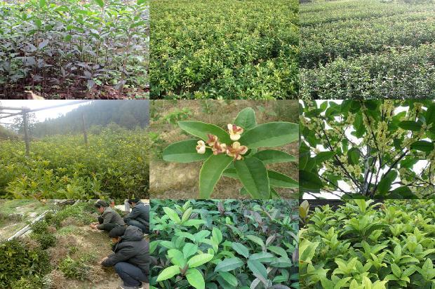 桂花泡茶的用处1689381186541