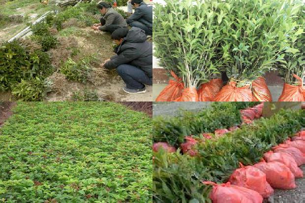 桂花为什么不可以种在院子里1681268218938