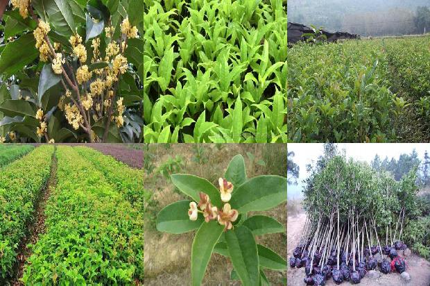 哪些人不能喝桂花茶1681268811678